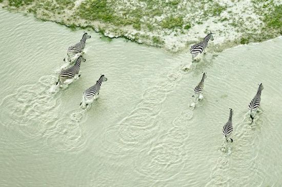 非洲斑马渡河（African wildlife by Zack Seckler）